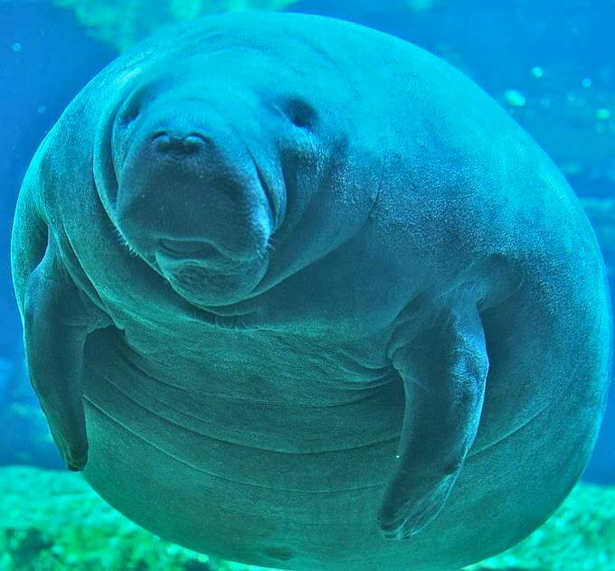 Manatee in the Round